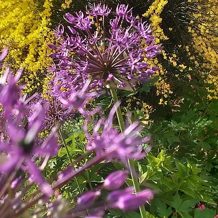 Haus Ladner Apartment