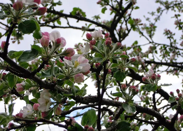 Haus Ladner Appartamento See