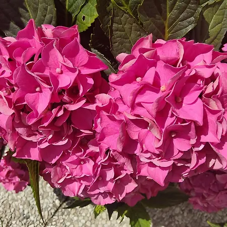 Haus Ladner Apartment