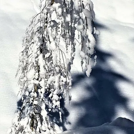 Apartment Haus Ladner *